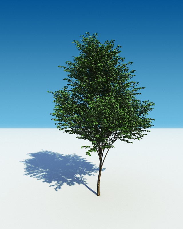 tree12 preview image 1